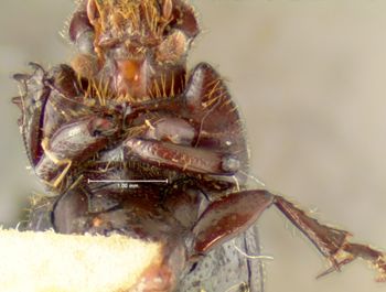 Media type: image;   Entomology 35367 Aspect: front tibia